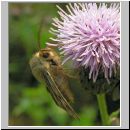 Cerapteryx graminis - Dreizack-Graseule 02.jpg